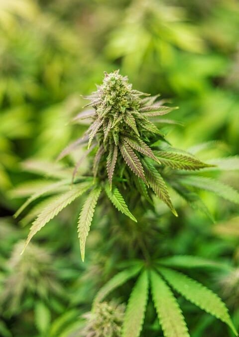 hemp,cannabis,cbd, thc, thc flower